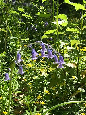 About Psychotherapy. bluebells